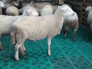 BUZAĞI KOYUN ALTLIK-IZGARA 39X52 CM  (SİPARİŞ VE BİLGİ İÇİN 0533 763 37 89)