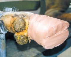 TAR BANDAJI KROMBERG KERBL, KATRANLI BANDAJ, AYAK TIRNAK BAKIMI